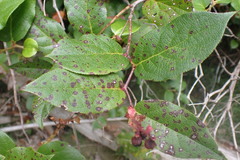 Cameraria gaultheriella