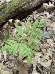 Sceptridium dissectum