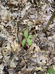 Maianthemum racemosum