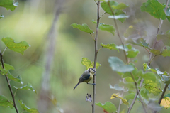Cyanistes caeruleus