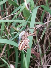 Argiope bruennichi