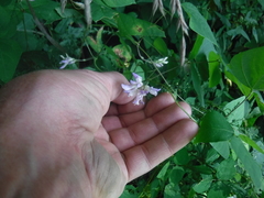 Amphicarpaea bracteata