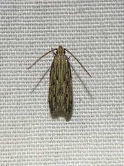Streaked Spinitibia Moth