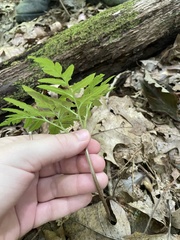 Sceptridium dissectum