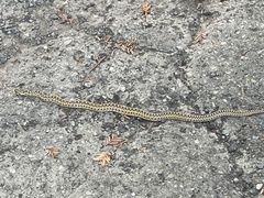 Pituophis catenifer
