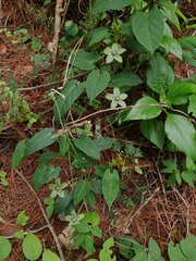 Gonolobus incerianus