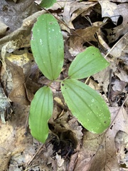Maianthemum racemosum