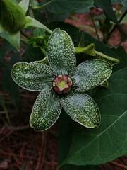 Gonolobus incerianus