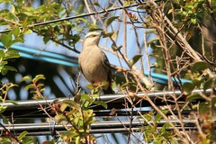 Mimus saturninus