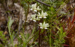 Disperis circumflexa aemula