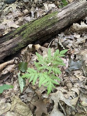 Sceptridium dissectum