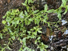 Myosotis