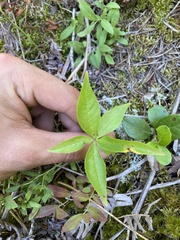 Lysimachia borealis