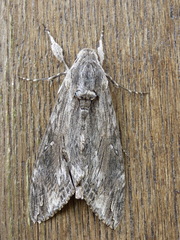 Agrius convolvuli