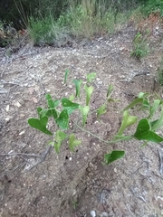 Smilax aspera