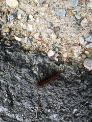 Spilosoma lubricipeda