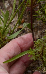 Disperis circumflexa aemula
