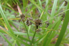 Scirpus microcarpus