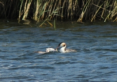 Podiceps cristatus