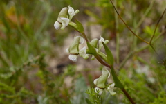 Disperis circumflexa aemula