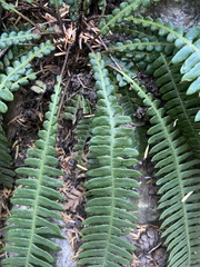 Struthiopteris spicant