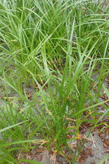 Scirpus microcarpus