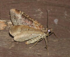 Xanthorhoe spadicearia