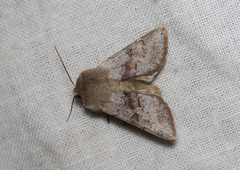 Orthosia opima