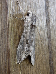 Agrius convolvuli