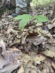 Maianthemum racemosum