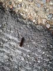 Spilosoma lubricipeda