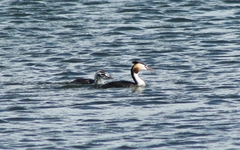 Podiceps cristatus
