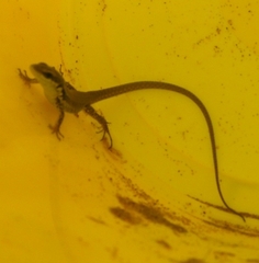 Phoenicolacerta laevis