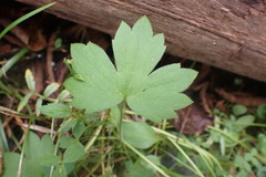 Ranunculus uncinatus