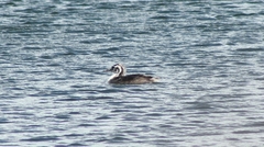 Podiceps cristatus