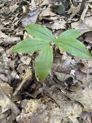 Maianthemum racemosum