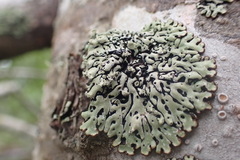 Menegazzia subsimilis