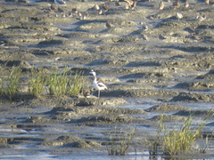 Recurvirostra americana