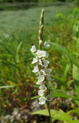 Persicaria hydropiperoides