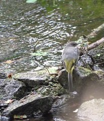 Motacilla cinerea