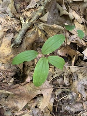 Maianthemum racemosum