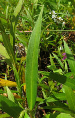 Persicaria hydropiperoides