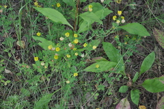 Trifolium aureum
