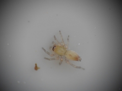 Clubionidae