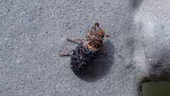 Dermestes undulatus