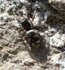 Salticus scenicus