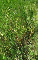 Persicaria hydropiperoides