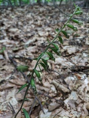 Epipactis microphylla
