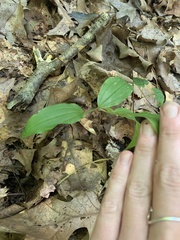 Maianthemum racemosum