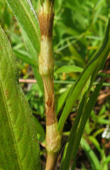 Persicaria hydropiperoides
